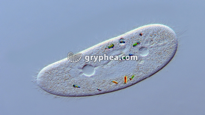 Paramécie x160 - gryphea.org